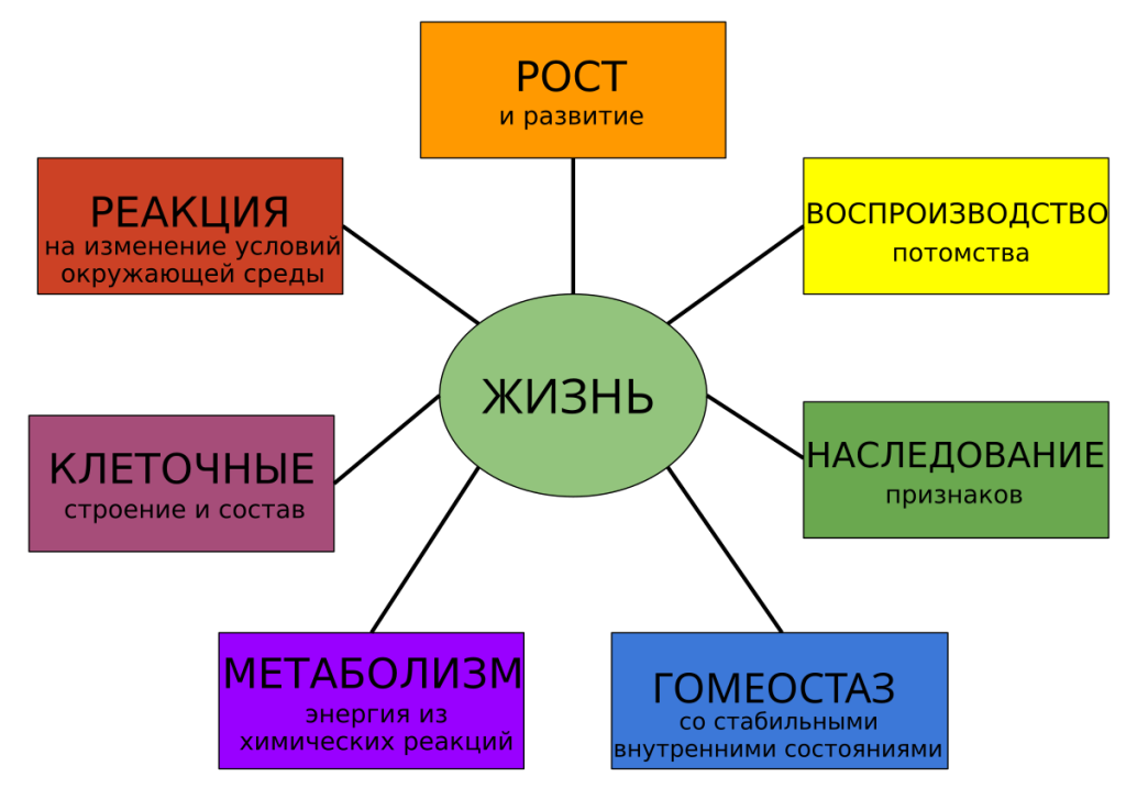 Что такое контент: определение слова, виды, суть и характеристики