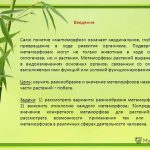 Что такое метаморфоза: определение понятия, суть и примеры