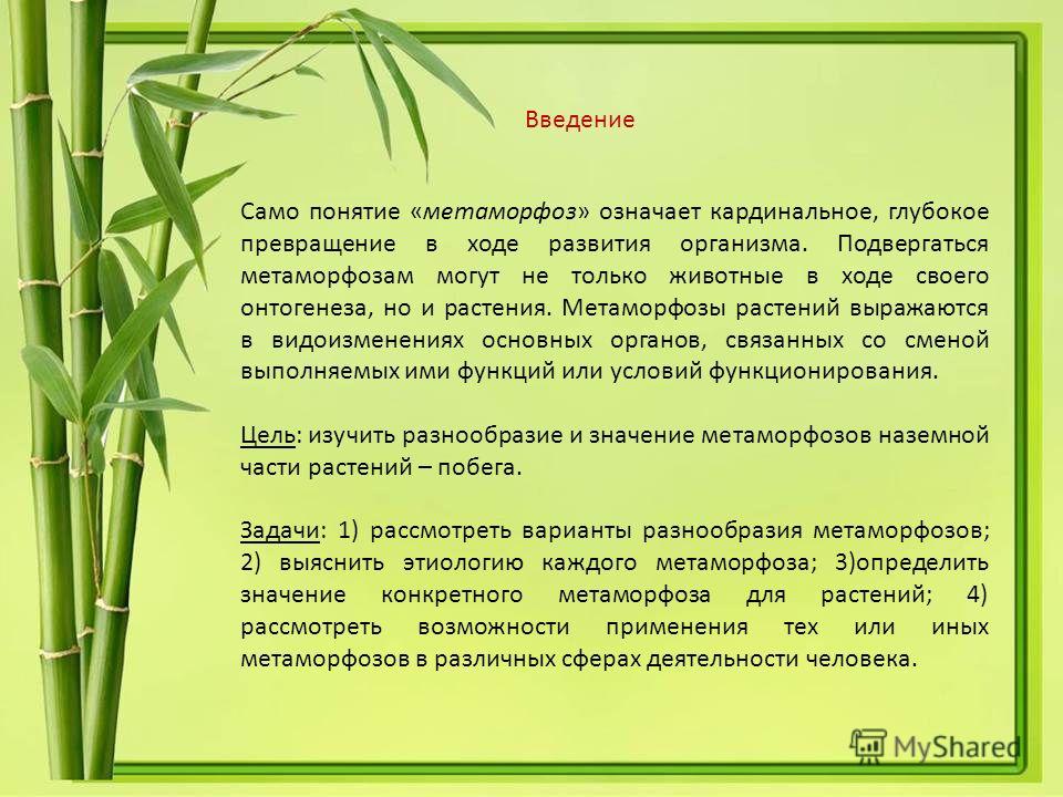 Что такое метаморфоза: определение понятия, суть и примеры