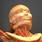 Что такое пластинация: определение процесса, суть и особенности технологии