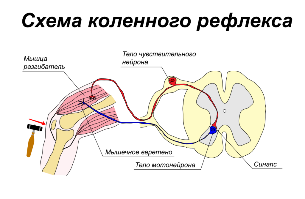Что такое рефлекс: определение понятия, виды и примеры