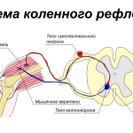 Что такое рефлекс: определение понятия, виды и примеры