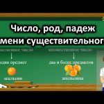 Что такое имя существительное: определение, роды, склонения и падежи