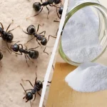 Як позбавитись мурашок вдома?