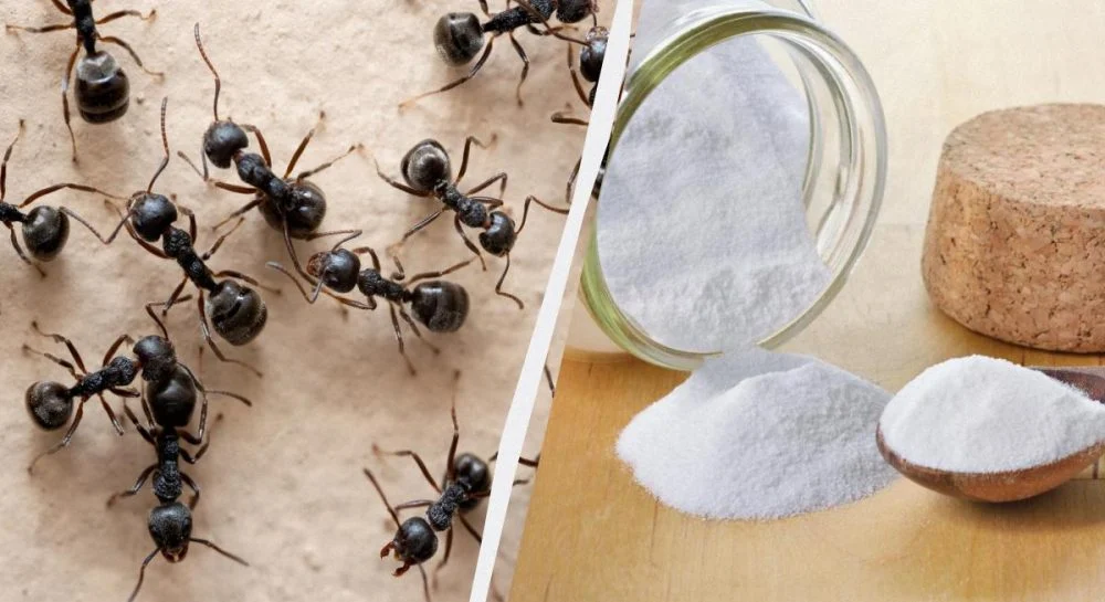 Як позбавитись мурашок вдома?