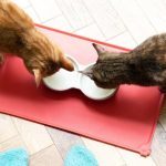 Як змінюються харчові звички котів з віком