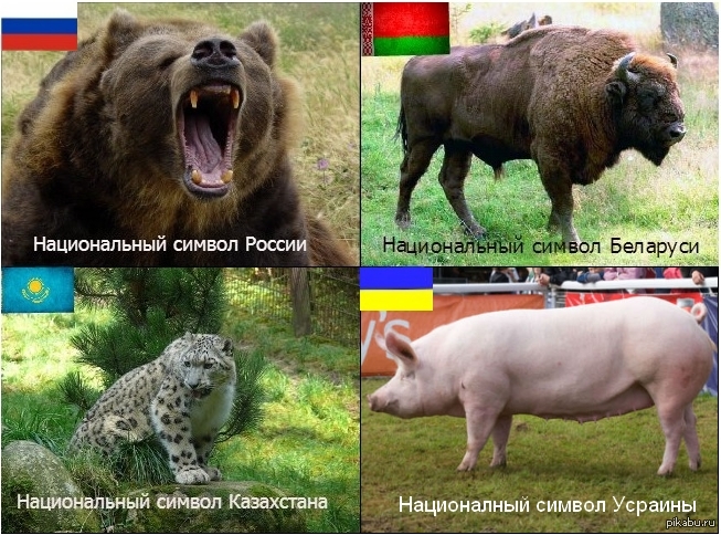 Национальное животное Украины: Символы Украины