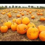 Сорта тыкв с большим количеством семян