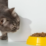 Сухий корм для котів у великих пакуваннях: переваги та правила вибору