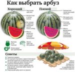 Как выбрать арбуз — виды, обработка и применение в блюдах