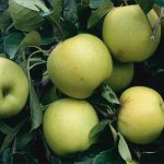 Как выбрать яблоки — сезонность, вкус и отсутствие химии