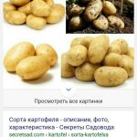 Как выбрать картофель — сорта, качество и признаки свежести