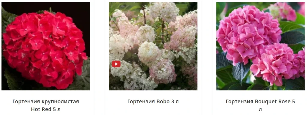 Гортензии в горшках из каталога Matla Flowers