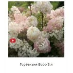 Гортензии в горшках из каталога Matla Flowers